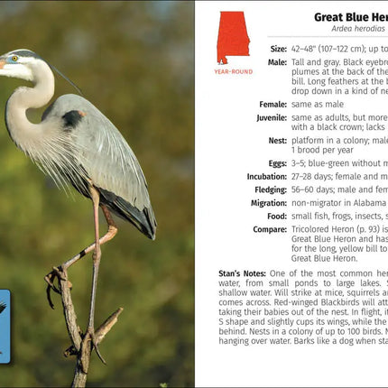 Great Blue Heron standing on a branch, with a smaller image of the heron in flight
