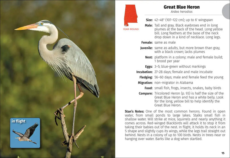 Great Blue Heron standing on a branch, with a smaller image of the heron in flight
