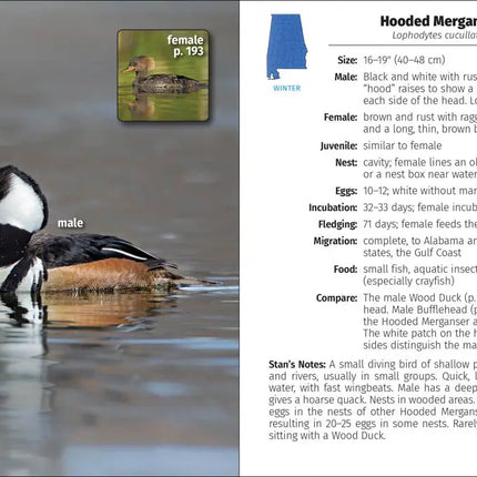 Male Hooded Merganser swimming in water, with a smaller inset image of a female Hooded Merganser