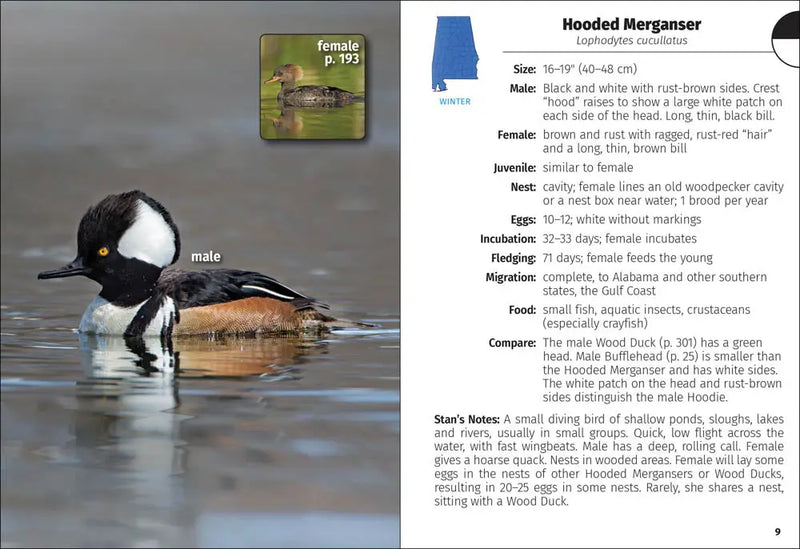 Male Hooded Merganser swimming in water, with a smaller inset image of a female Hooded Merganser