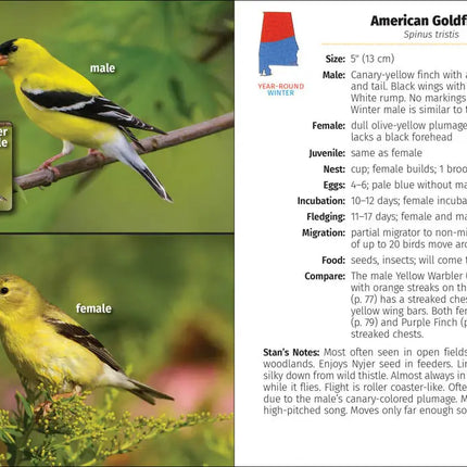 American Goldfinch identification guide with male, winter male, and female birds