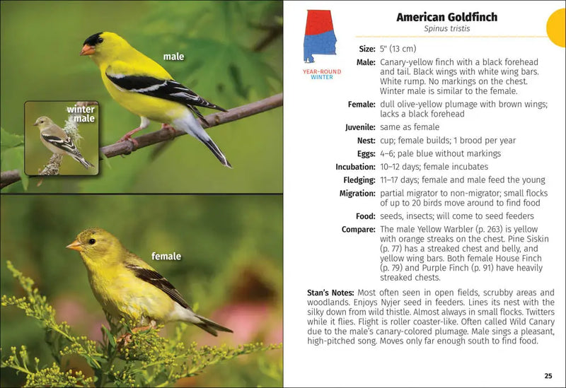 American Goldfinch identification guide with male, winter male, and female birds