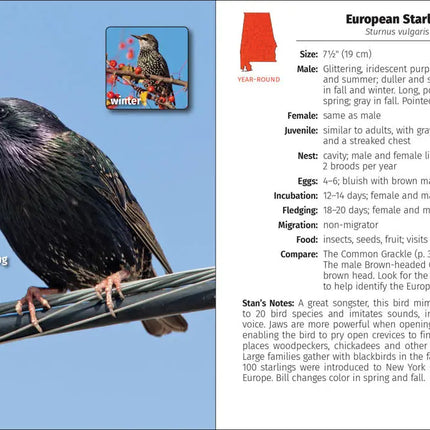European Starling perched on a wire during breeding season, with a smaller image of the bird in winter
