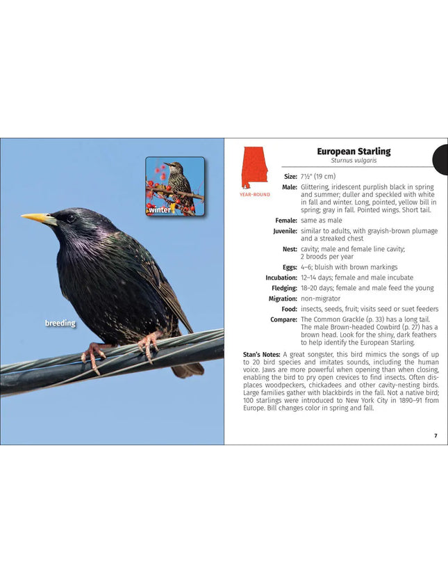 European Starling perched on a wire during breeding season, with a smaller image of the bird in winter