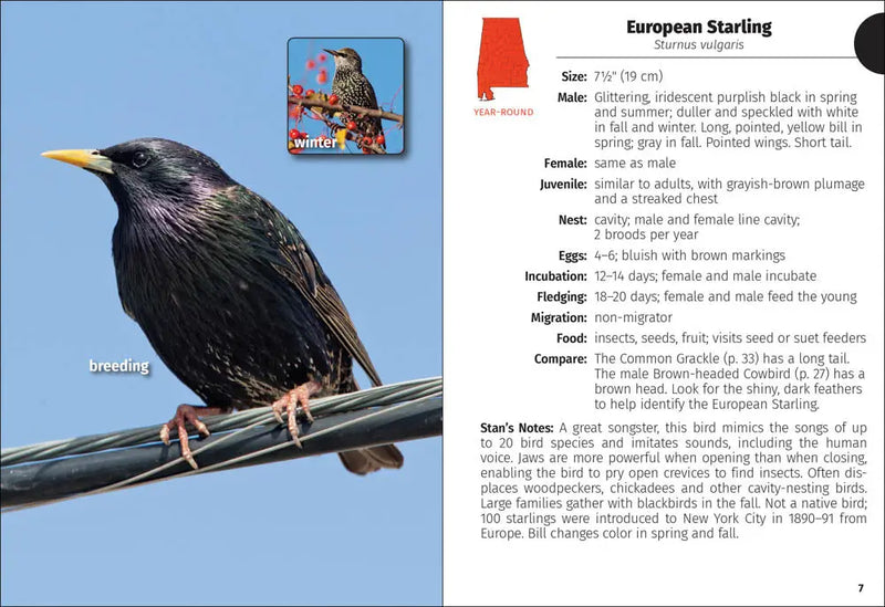 European Starling perched on a wire during breeding season, with a smaller image of the bird in winter