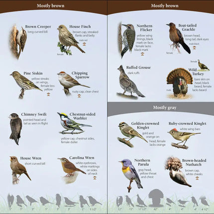 Bird identification chart with 16 species including Brown Creeper, House Finch, Pine Siskin, Chipping Sparrow, Chimney Swift