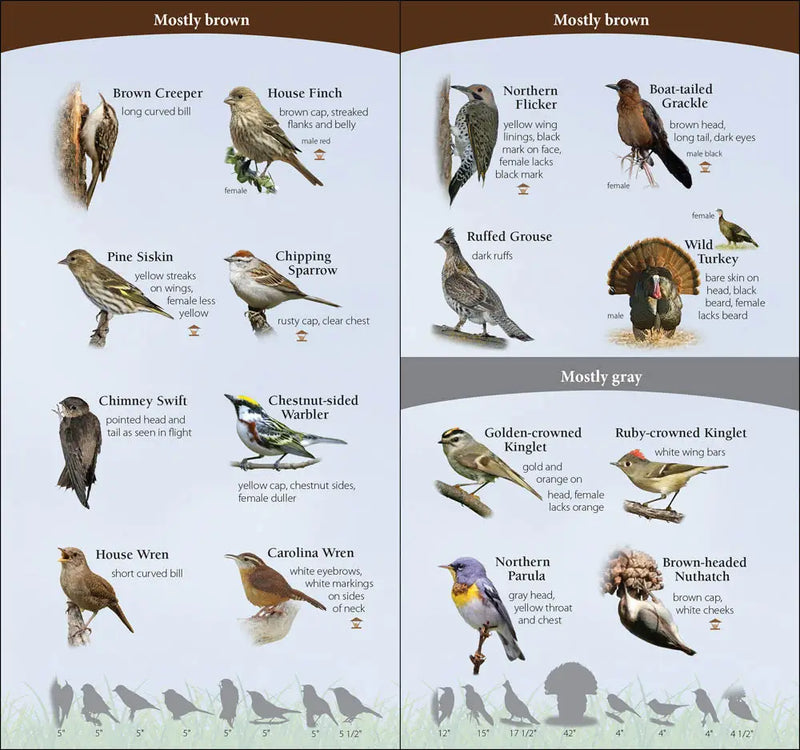Bird identification chart with 16 species including Brown Creeper, House Finch, Pine Siskin, Chipping Sparrow, Chimney Swift