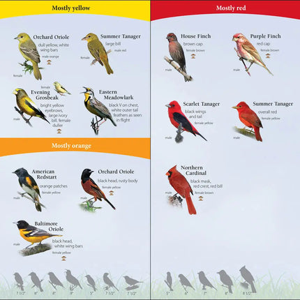 Bird identification chart showing mostly yellow, red, and orange birds with descriptions