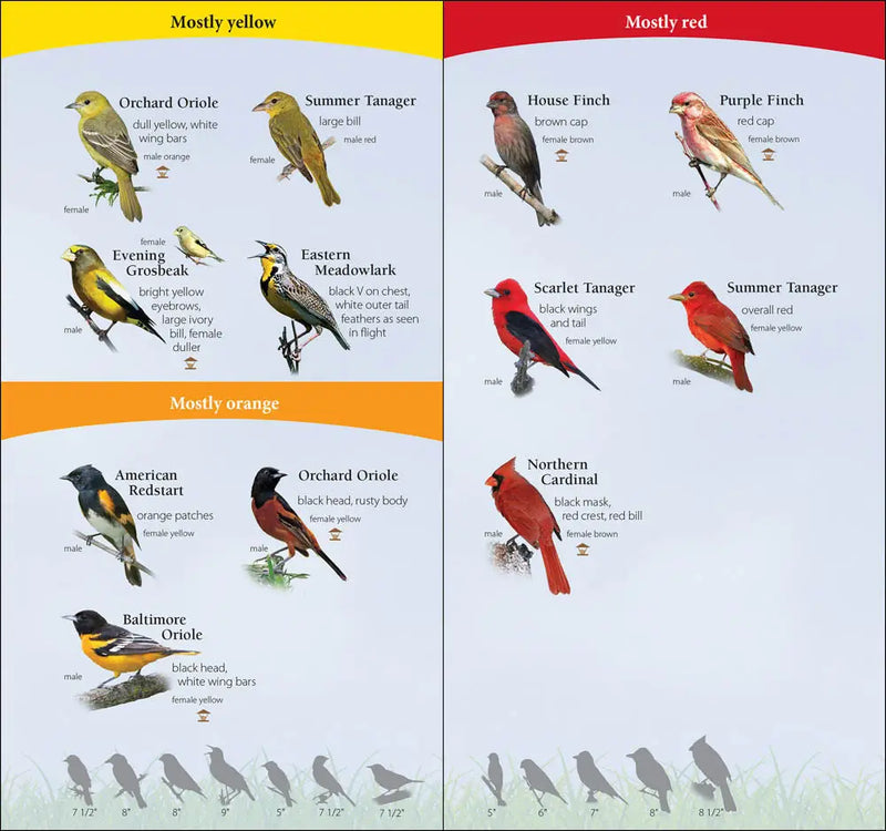 Bird identification chart showing mostly yellow, red, and orange birds with descriptions