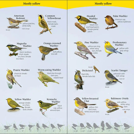 Chart of mostly yellow birds including American Redstart, Common Yellowthroat, Magnolia Warbler, Orange-crowned Warbler