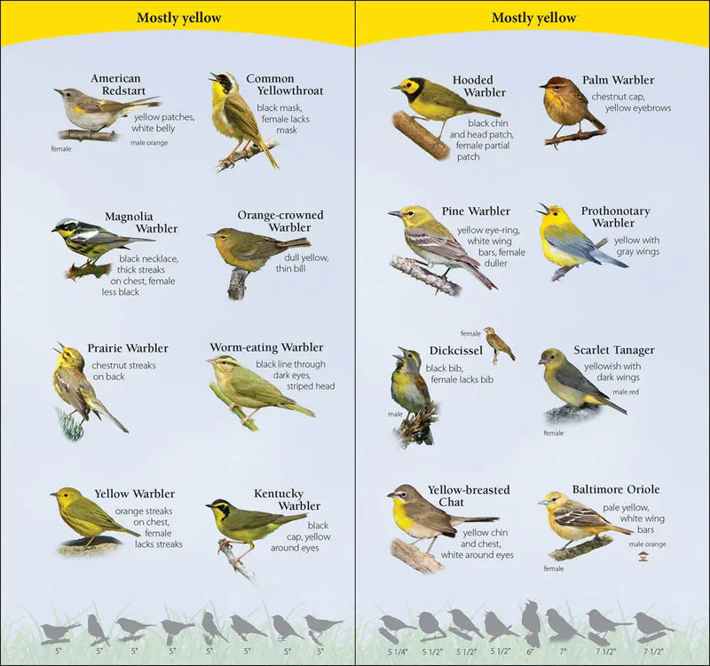 Chart of mostly yellow birds including American Redstart, Common Yellowthroat, Magnolia Warbler, Orange-crowned Warbler