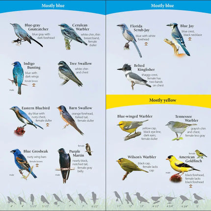Bird identification chart with blue-gray gnatcatcher, cerulean warbler, indigo bunting, tree swallow, eastern bluebird, barn swallow