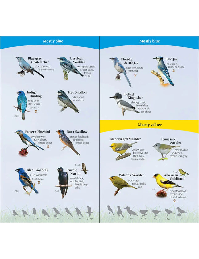 Bird identification chart with blue-gray gnatcatcher, cerulean warbler, indigo bunting, tree swallow, eastern bluebird, barn swallow
