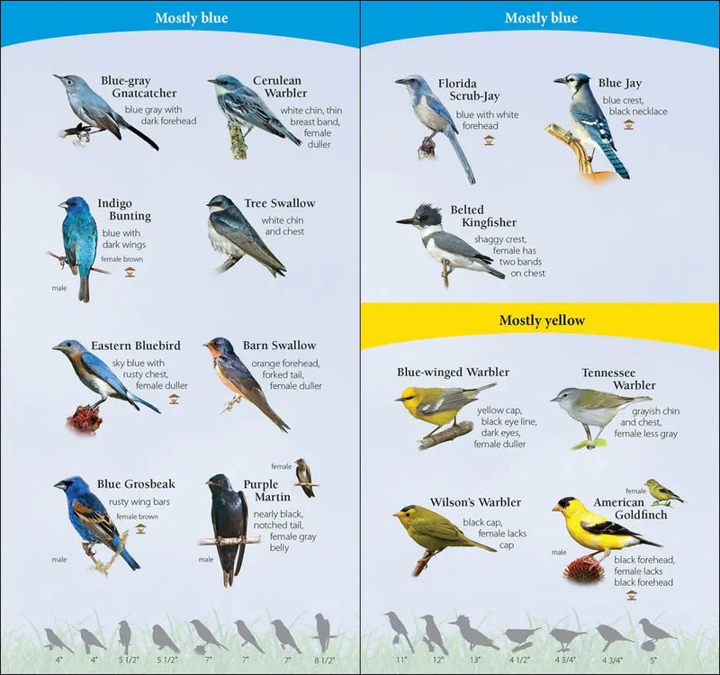 Bird identification chart with blue-gray gnatcatcher, cerulean warbler, indigo bunting, tree swallow, eastern bluebird, barn swallow