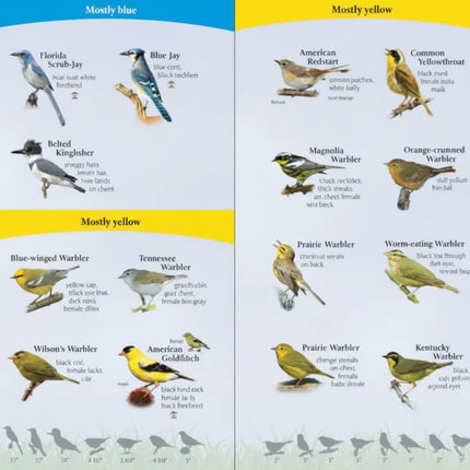 Bird identification guide showing various bird species with blue and yellow plumage