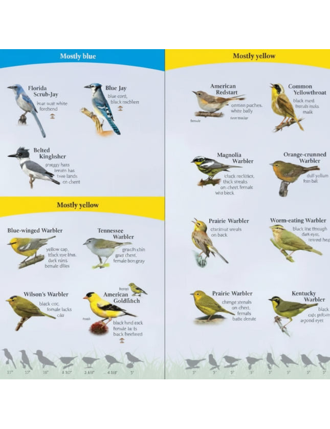 Bird identification guide showing various bird species with blue and yellow plumage