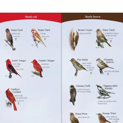 Bird identification chart with mostly red birds on the left and mostly brown birds on the right
