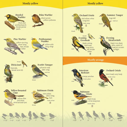 Bird identification guide showing various yellow and orange birds with their names and descriptions