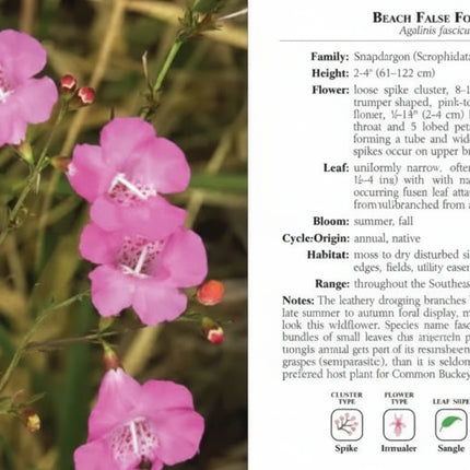 Beach False Foxglove plant with pink flowers and green leaves, with descriptive text on the right