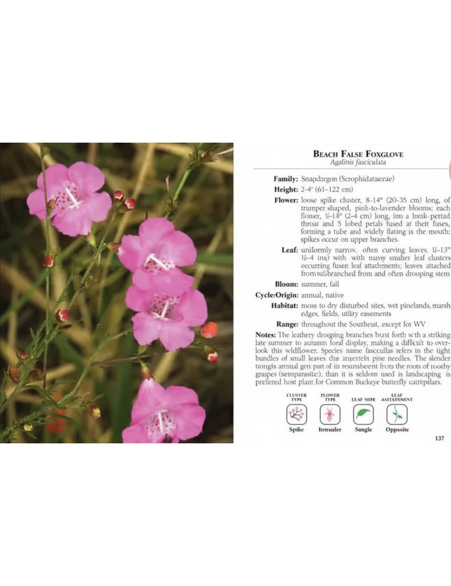 Beach False Foxglove plant with pink flowers and green leaves, with descriptive text on the right