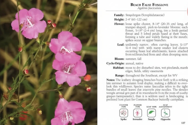 Beach False Foxglove plant with pink flowers and green leaves, with descriptive text on the right