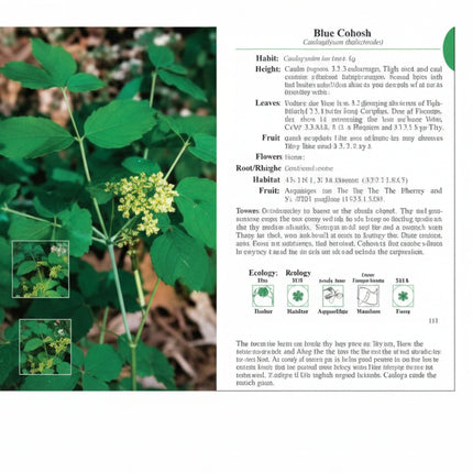 Plant with green leaves and small yellow flowers, next to a white information sheet
