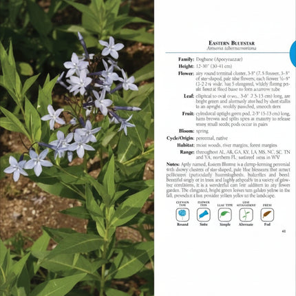 Eastern Bluestar plant with pale blue flowers and green leaves, next to a description card