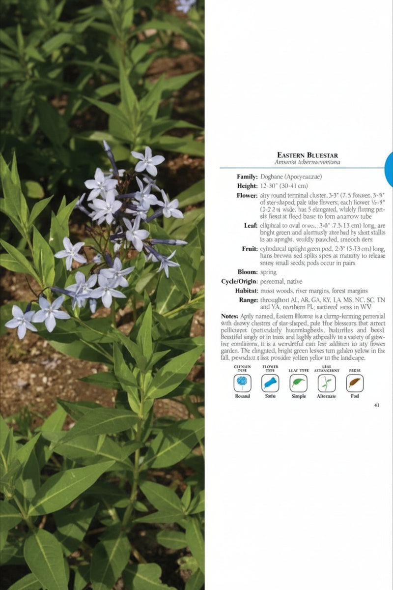 Eastern Bluestar plant with pale blue flowers and green leaves, next to a description card