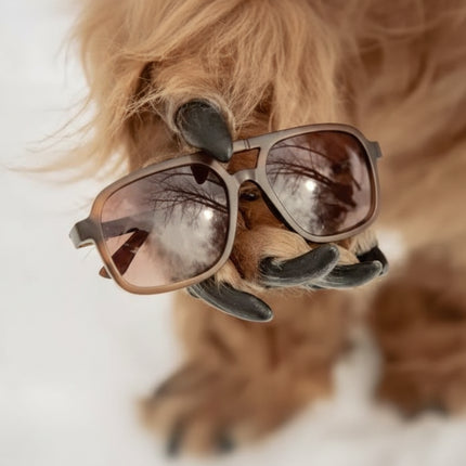 Dog paw holding brown sunglasses with tree reflections in lenses